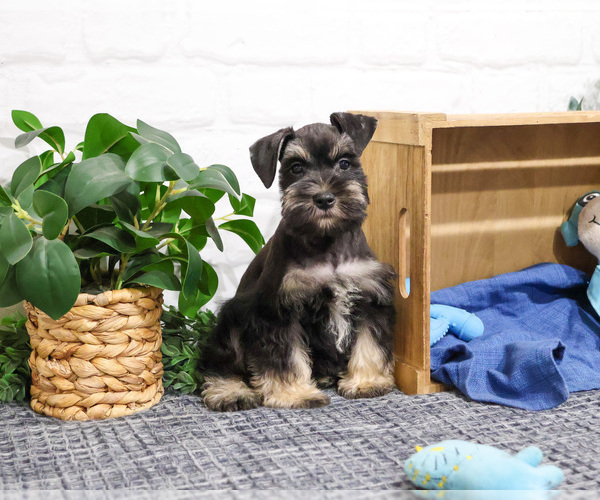 Medium Photo #9 Schnauzer (Miniature) Puppy For Sale in SYRACUSE, IN, USA