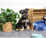 Small #8 Schnauzer (Miniature)