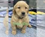 Small Photo #1 Golden Retriever Puppy For Sale in CAMPBELLSBURG, KY, USA
