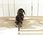Small #3 Dachshund