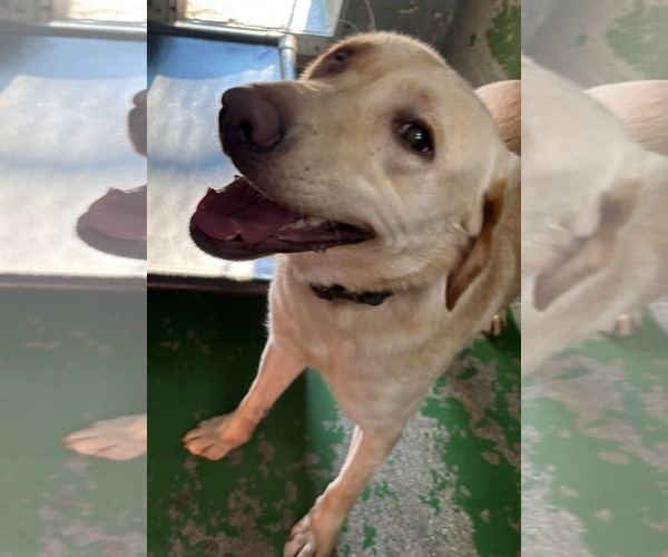 Medium Photo #3 Labrador Retriever-Unknown Mix Puppy For Sale in Rustburg, VA, USA