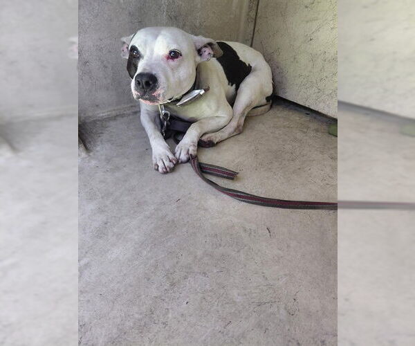 Medium Photo #1 Bulldog-Unknown Mix Puppy For Sale in St. Cloud, FL, USA