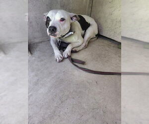 Bulldog-Unknown Mix Dogs for adoption in St. Cloud, FL, USA