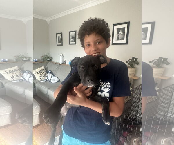 Medium Photo #3 Mutt Puppy For Sale in Spotsylvania, VA, USA