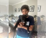 Small Photo #3 Mutt Puppy For Sale in Spotsylvania, VA, USA