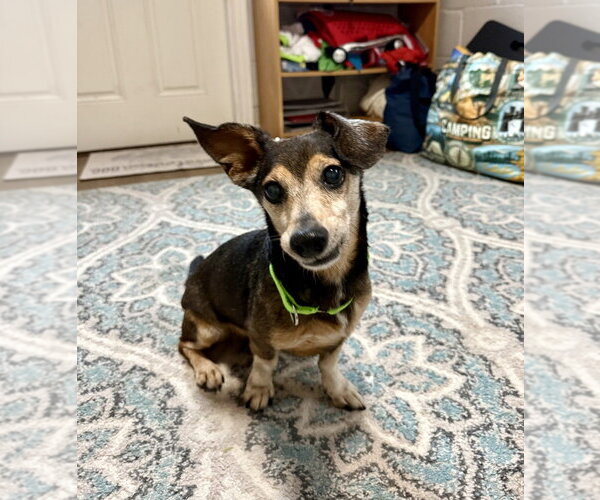 Medium Photo #7 Dachshund-Unknown Mix Puppy For Sale in San Leon, TX, USA