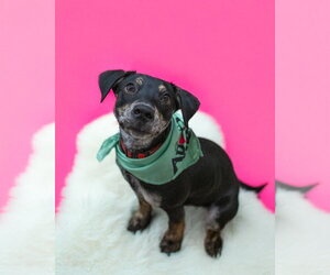 Feist Terrier-Unknown Mix Dogs for adoption in Woodbury, NY, USA