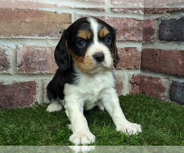 Medium Photo #3 Cavalier King Charles Spaniel Puppy For Sale in MOBERLY, MO, USA
