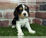 Small #2 Cavalier King Charles Spaniel