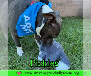 Pickles - Male American Bulldog-Unknown Mix Dog for Adoption - Photo #10