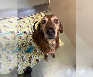 Plott Hound Dogs for adoption in South Lake Tahoe, CA, USA