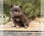 Small #3 Pomeranian