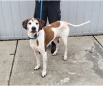 Small American Foxhound Mix