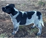 Small #21 Australian Cattle Dog