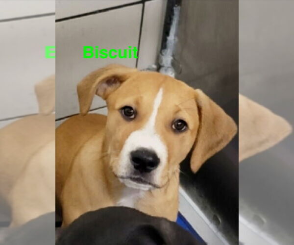 Medium Photo #4 Mutt Puppy For Sale in Mooresville, NC, USA