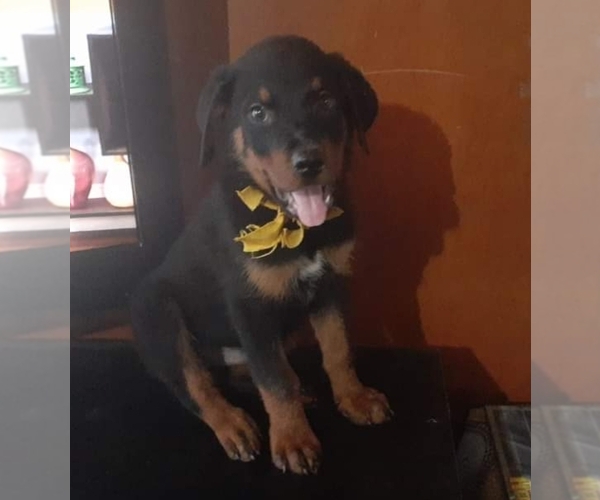 Medium Photo #1 Rottweiler Puppy For Sale in CORONA, CA, USA