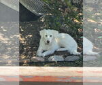 Small #4 Golden Pyrenees