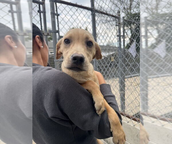 Medium Photo #2 Mutt Puppy For Sale in Elmsford, NY, USA