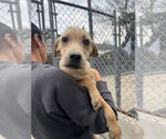 Small #1 Mutt