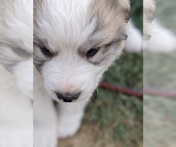 Medium Photo #105 Great Pyrenees Puppy For Sale in FALCON, CO, USA