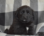 Small Photo #4 Great Pyrenees-Newfoundland Mix Puppy For Sale in BREWSTER, WA, USA
