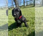 Small Photo #6 Bernedoodle Puppy For Sale in BAXLEY, GA, USA