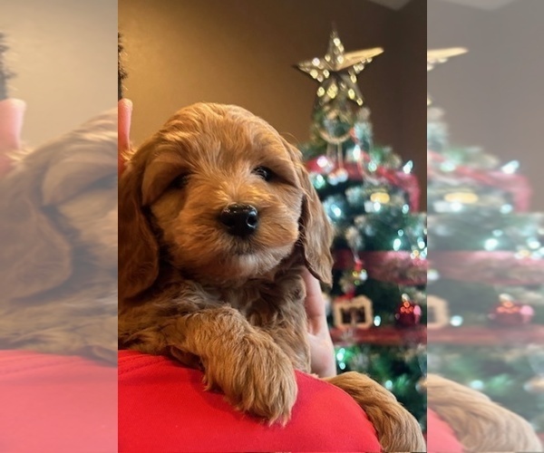 Medium Photo #11 Goldendoodle (Miniature) Puppy For Sale in HULL, IA, USA