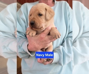 Medium Labrador Retriever