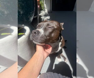 Rosie - Adopt Me! - Female American Staffordshire Terrier-Unknown Mix Dog for Adoption - Photo #24