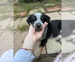Small #3 Mutt
