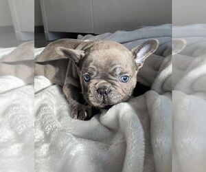 Bulldog Puppy for sale in ECHO PARK, CA, USA