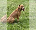 Small #3 Mutt