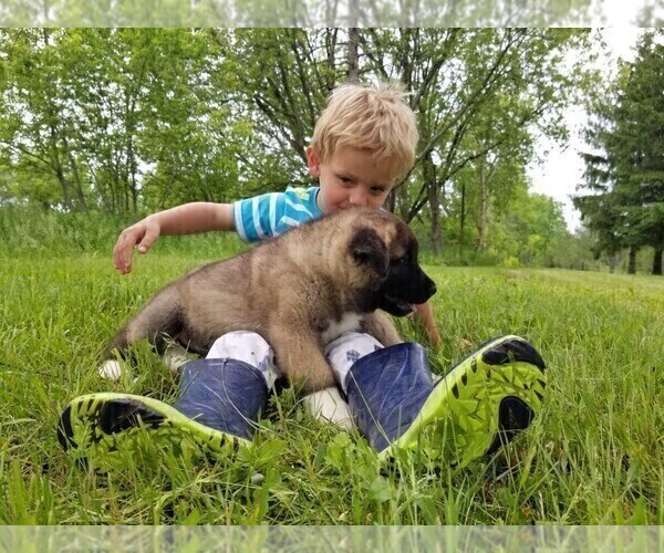 Medium Photo #15 Akita Puppy For Sale in LENA, WI, USA