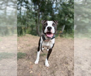 Mutt Dogs for adoption in Salt Lake City, UT, USA