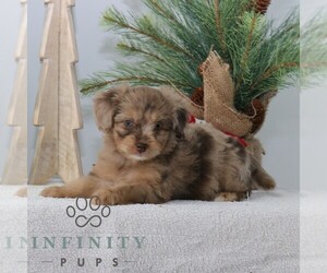 ShihPoo Puppy for sale in GORDONVILLE, PA, USA