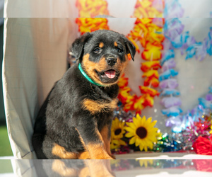 Rottweiler Litter for sale in ORWELL, OH, USA