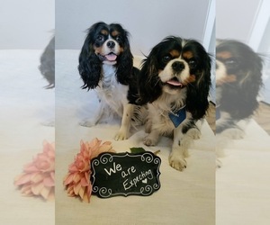 Father of the Cavalier King Charles Spaniel puppies born on 07/26/2021