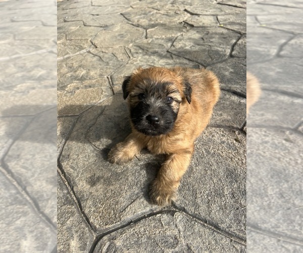Medium Photo #2 Soft Coated Wheaten Terrier Puppy For Sale in DOSS, MO, USA