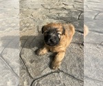 Small #1 Soft Coated Wheaten Terrier