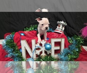 Boston Terrier Puppy for sale in Riviere-Eternite, Quebec, Canada