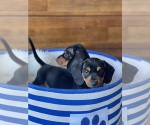 Dachshund Puppy for sale in SAN DIEGO, CA, USA