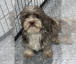 Small Photo #1 Havapoo Puppy For Sale in GUTHRIE, KY, USA