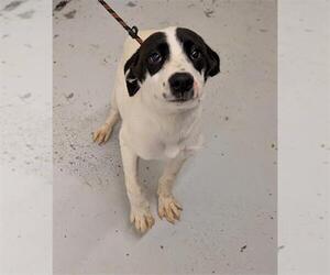 Labrador Retriever-Unknown Mix Dogs for adoption in Conroe, TX, USA