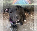 Small #8 Labrador Retriever Mix