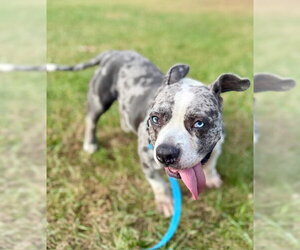 Star - Female American Pit Bull Terrier-Staffordshire Bull Terrier Mix Dog for Adoption - Photo #9