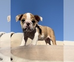 Small Photo #3 English Bulldog Puppy For Sale in SANTA ANA, CA, USA