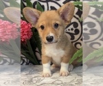 Small Photo #4 Pembroke Welsh Corgi Puppy For Sale in MARTINSVILLE, IN, USA