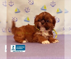 Shih Tzu Puppy for sale in WINNSBORO, LA, USA
