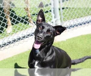 Labrador Retriever-Unknown Mix Dogs for adoption in Grand Prairie, TX, USA