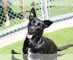 Small Labrador Retriever Mix
